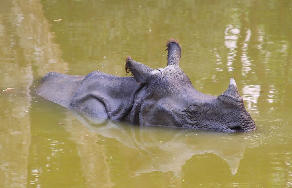 Rinoceronte en Chitwan.