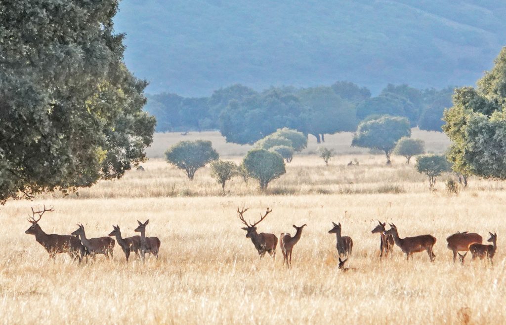 El inicio del otoño es un buen momento para disfrutar con la berrea del ciervo.