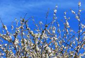 Cerezos en flor, valle del Jerte