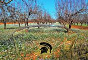 Precioso tramo de pistas y campos en flor