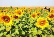 Vía de la Plata: girasoles en la campiña sevillana.