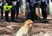 Roadventure Morocco Tour: macacos de Berbería en el bosque de cedros de Azrou