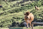 Vacas en la cima del Angliru.
